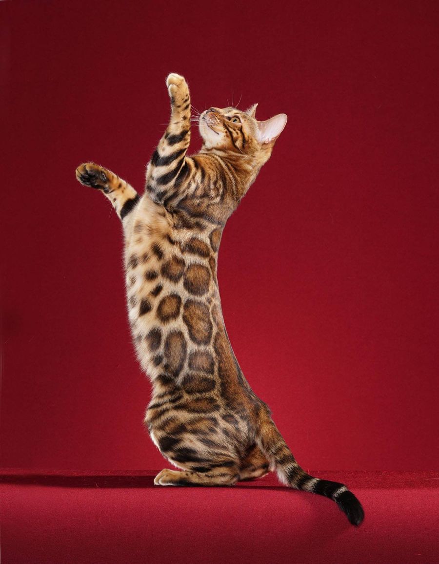 Gato Bengal