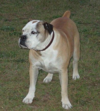 Buldogue Campeiro