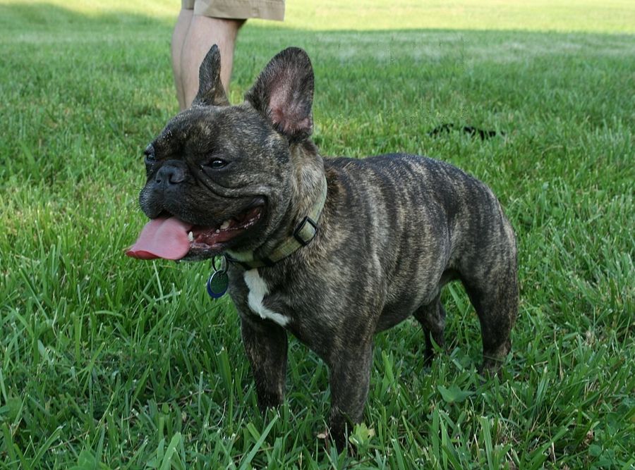Buldogue Francês