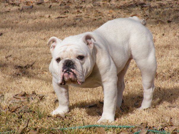 Buldogue Inglês