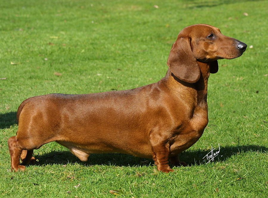 Dachshund (Salsicha)