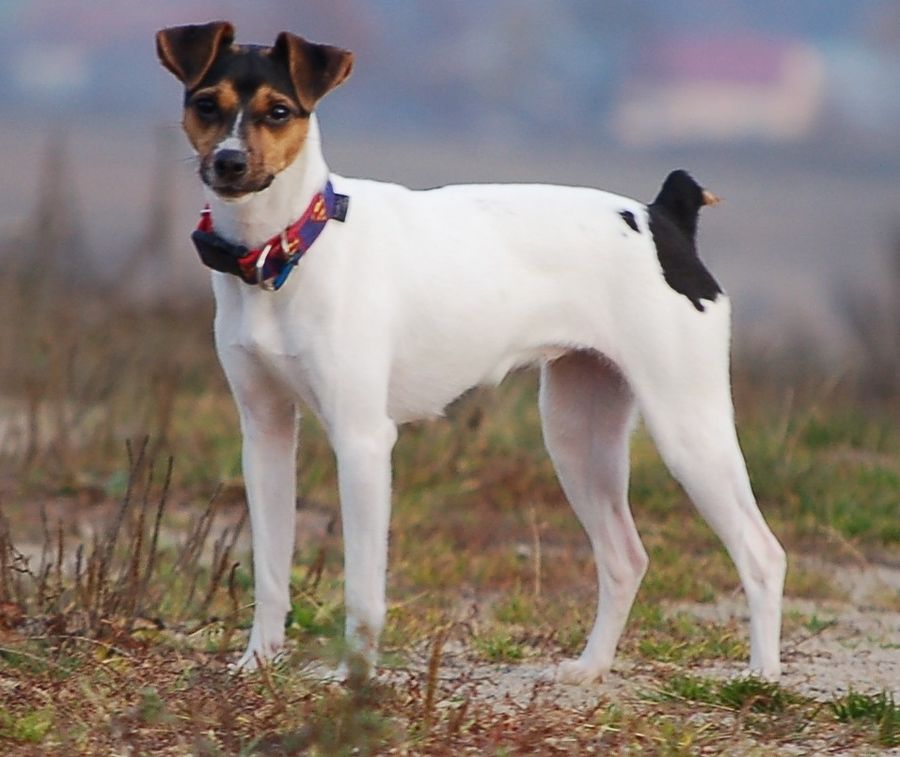 Fox Paulistinha (Terrier Brasileiro)
