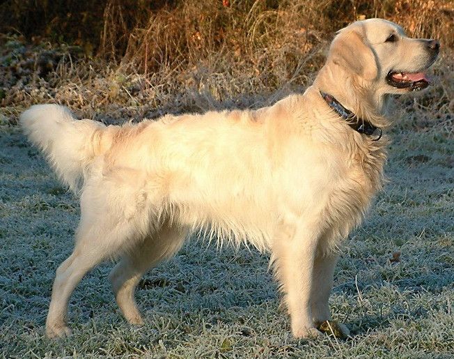 Cachorro Golden Retriever
