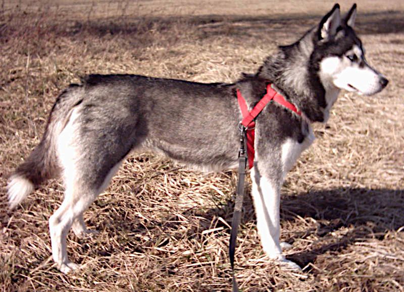 Cachorro Husky Siberiano