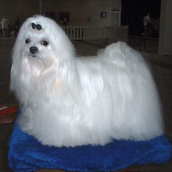Maltês