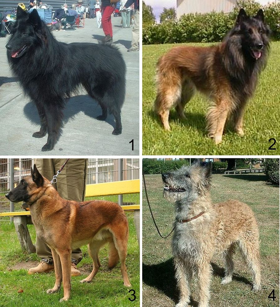 Pastor Belga Malinois