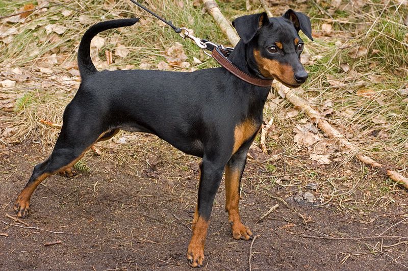 Pinscher