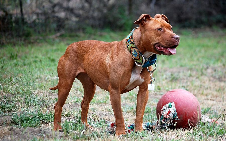 Pit Bull (American Pit Bull Terrier)