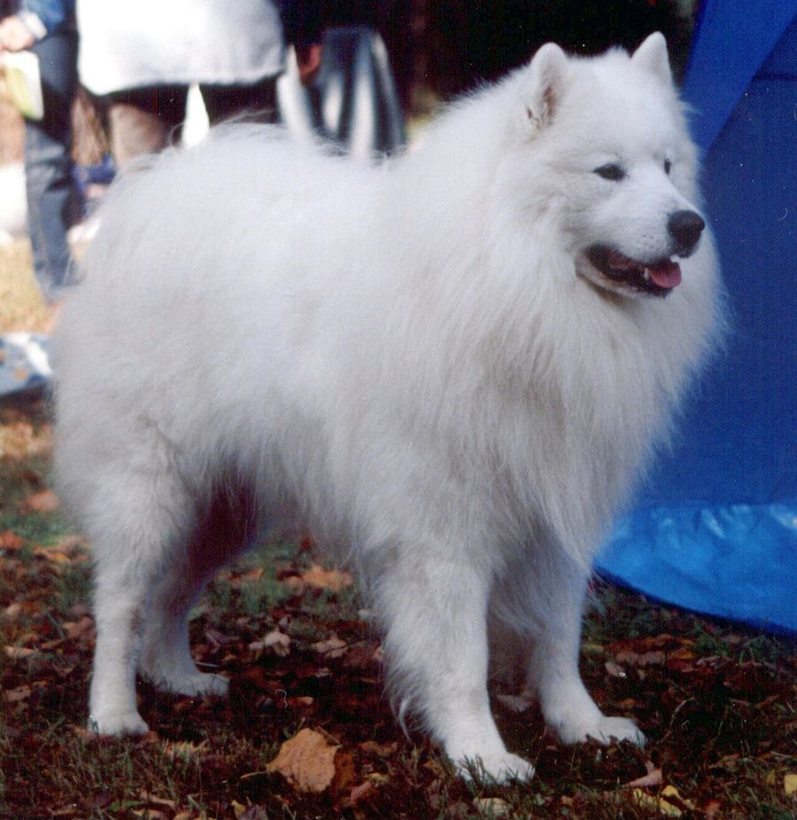 Samoieda