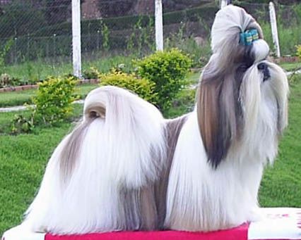 Cachorro Shih Tzu