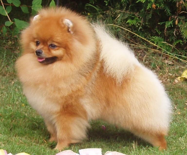 Spitz Alemão (Lulu da Pomerânia)