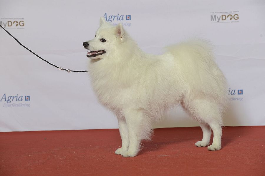 Spitz Japonês