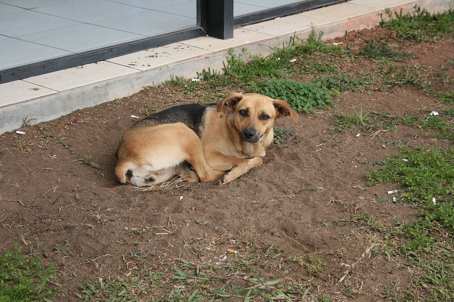 Vira-lata caramelo, o cão símbolo do Brasil