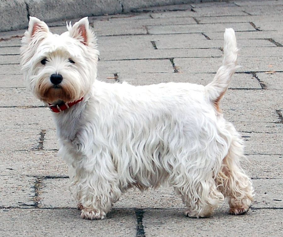 West Highland White Terrier (Westie)